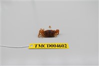 藏品(萬歲大眼蟹)的圖片